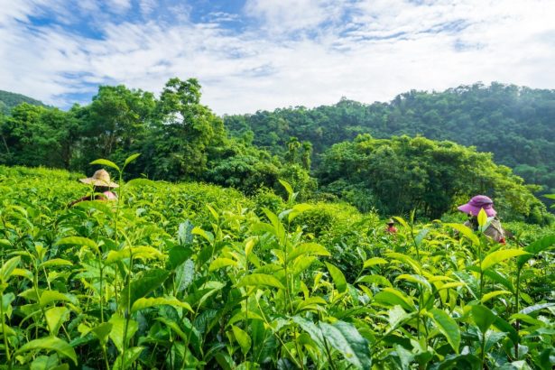 Taste the aromatic organic tea of the land