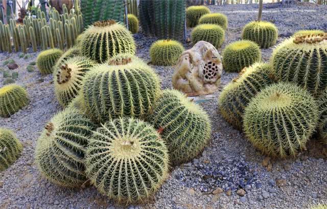 After 10 years of cultivation, Jin Hu grew to 1.3 meters wide. Flower friends said they wouldn't sell it for money.