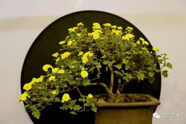 How to graft potted chrysanthemum