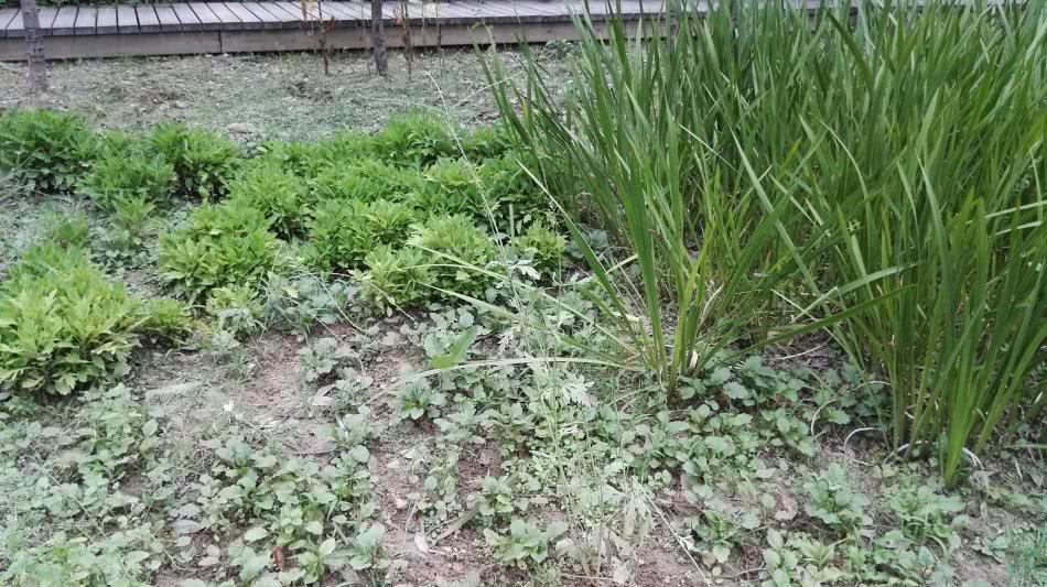 This kind of grass is the favorite of snake players. snakes are extremely sensitive to it, commonly known as snake panic.