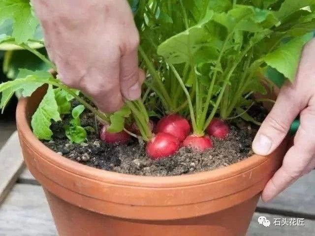 My mother-in-law turns the flowerpot into a vegetable basket. The family is green and pollution-free.