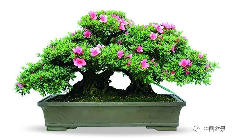 Quietly enjoy the boutique bonsai to reach the deepest part of the soul.