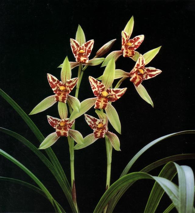 This orchid used to be expensive and now it is cheap and beautiful. It blossoms diligently and is suitable for newcomers.