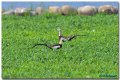 Taiwan's pheasant brood, Hebao Island Wetland Park has become a secret place for wedding photography