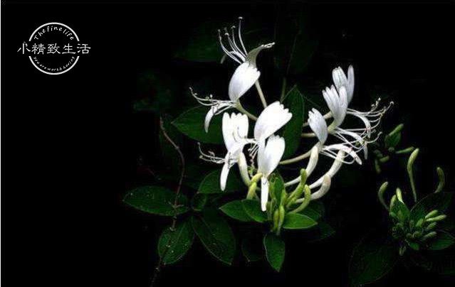 The 5th and 6th of 10 kinds of flowers and plants that are not suitable for indoor storage may not expect the 10th to be very tangled.