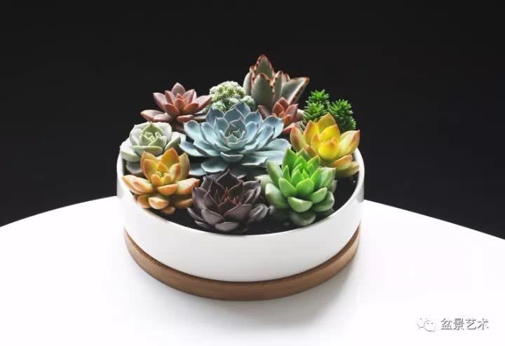 Maintenance and management of succulent plants