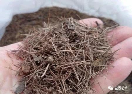 How to make pine needle soil