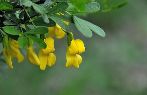 This kind of wild flower was also used by the ancients as the name of the dynasty. It belongs to high-grade wild flower and is suitable for gift giving.