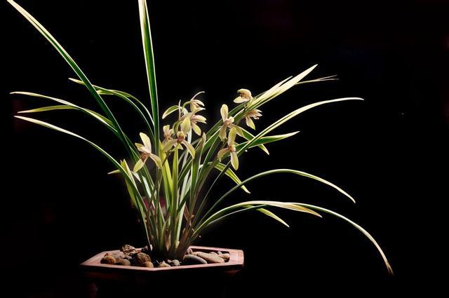 The price of orchids most suitable for novice cultivation is easy to blossom and fragrance in many seasons.