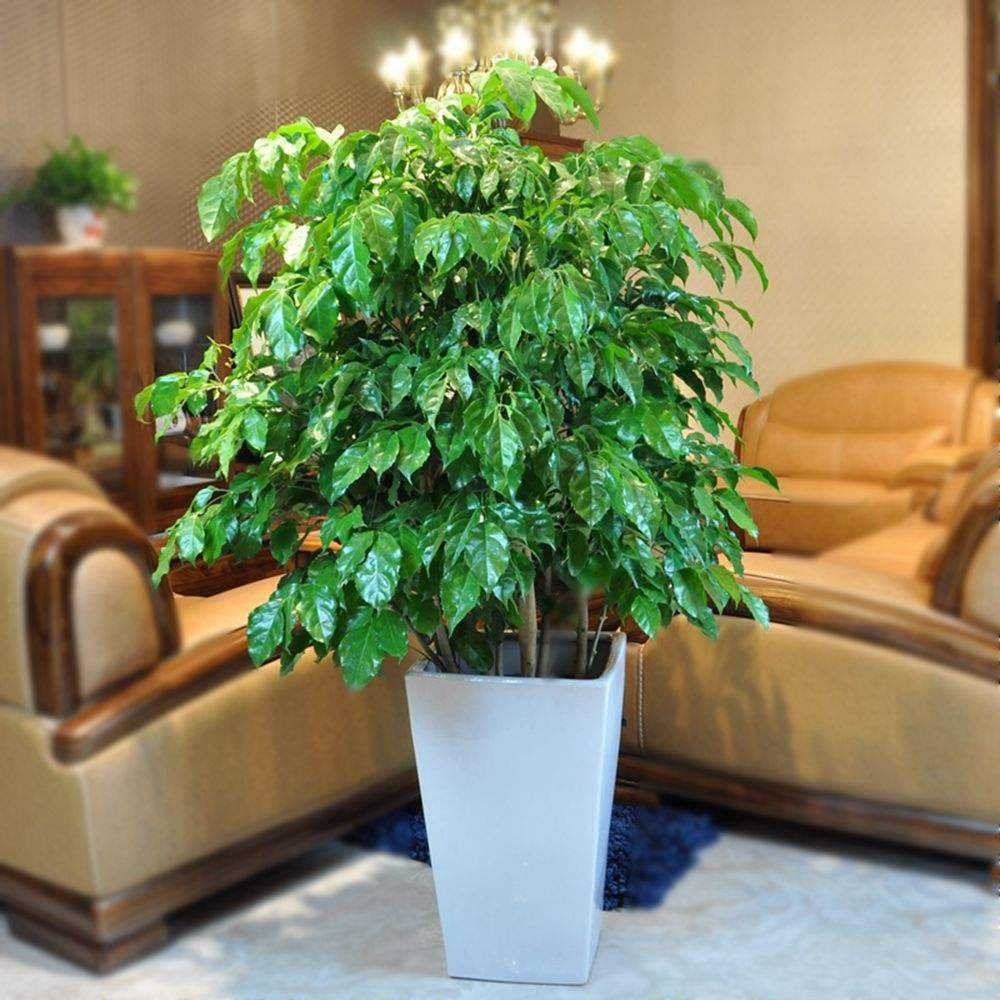 Is it easy to keep the happiness tree in the living room? How to maintain it?