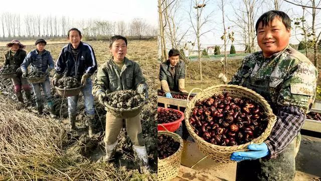 In the cold winter, farmers dig golden dolls in the soil at least 150 yuan a day. Poor households earn 20,000 yuan a season.