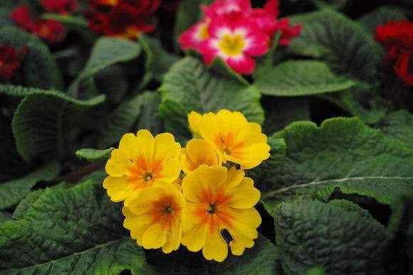 These three kinds of flowers can bloom for nearly 200 days. They all look beautiful.