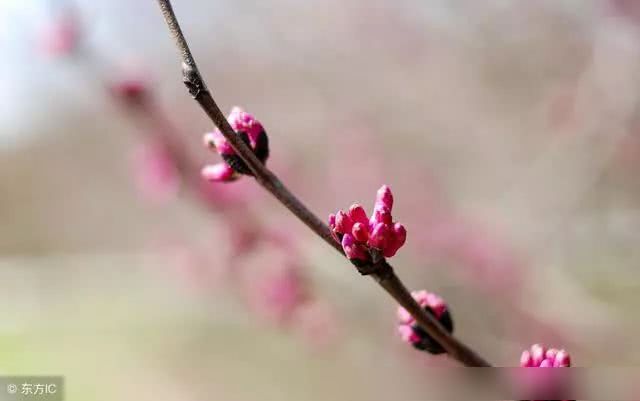 The quality of flower bud differentiation of fruit trees is good and the orchard will have a bumper harvest next year.