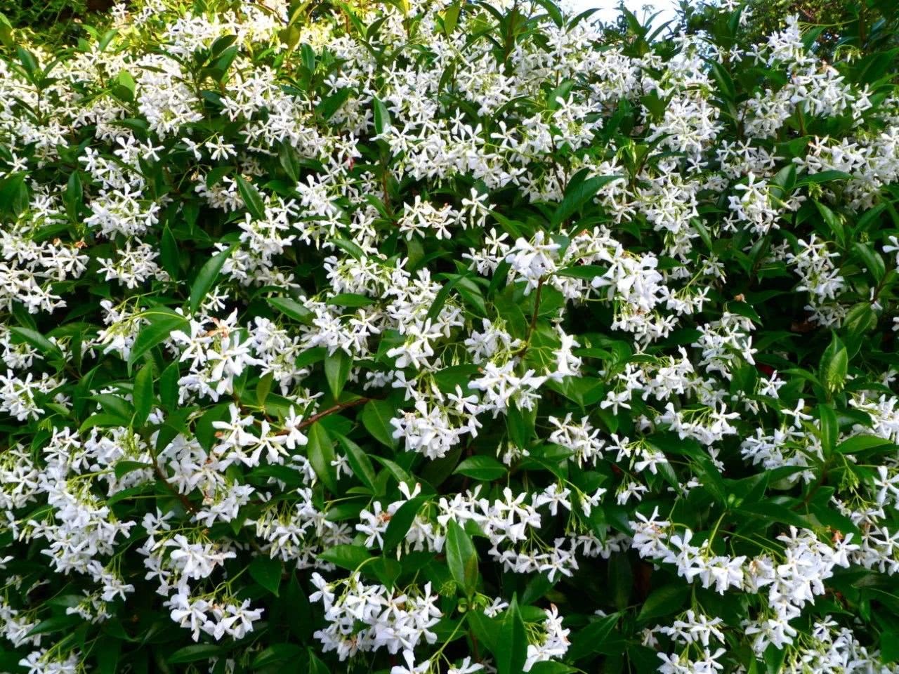 It won't take long for these climbing vine species to bloom all over the wall of the yard.