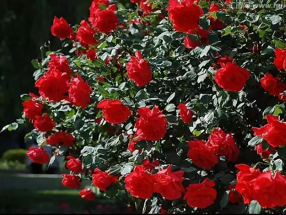 These three kinds of plants are most jealous and eat 1 jin of roots and leaves every 10 days.