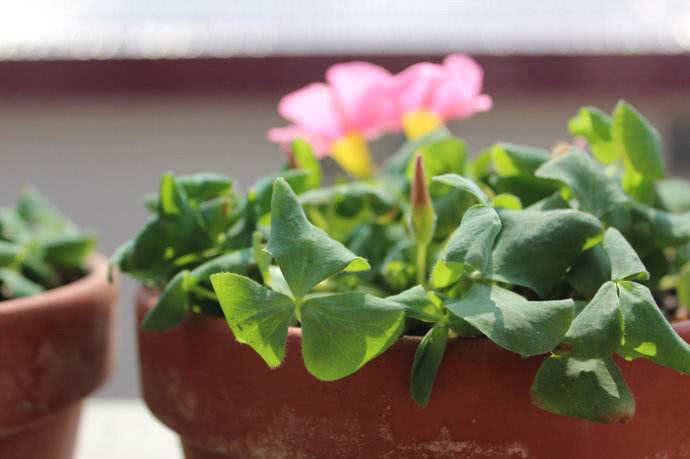 Three beautiful and easy-to-raise flowers, one or two seeds are thrown into the pot for a long time, and the pot will bloom a lot every year.