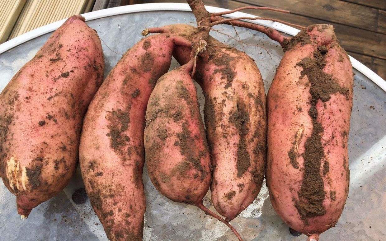 A new method of planting sweet potato can grow itself by hanging in mid-air.