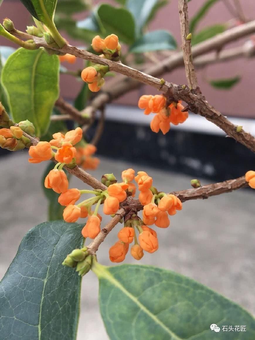 The old gardener uses three tricks to turn sweet-scented osmanthus into bonsai, which is priceless every year.