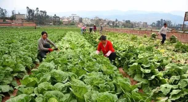 Why do farmers sprinkle plant ash on pakchoi seedlings for what use?