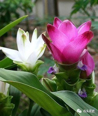 A piece of ginger is thrown into the basin to open beautiful big flower buds, which are both beautiful and easy to raise.