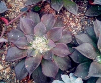 Succulent white bugs can be solved without worrying about a few simple tricks.