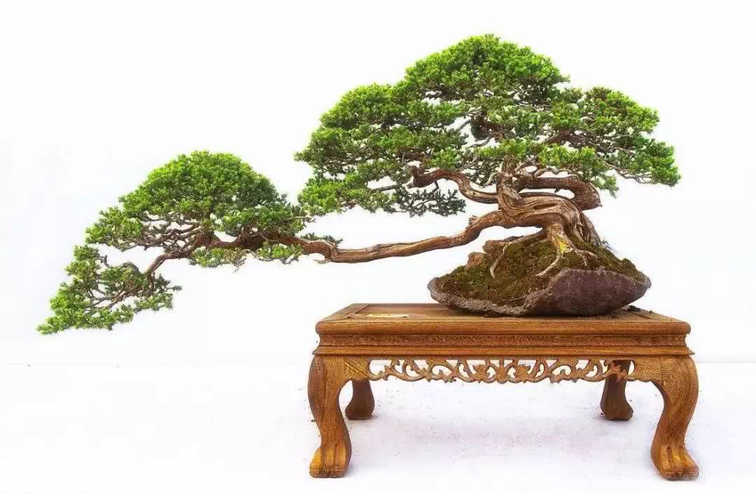 Illustrating the production of five-needle pine bonsai to see how a rotten tree stump can be turned into fine bonsai step by step.