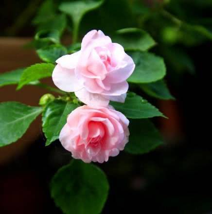 Introduction to the maintenance of impatiens which can blossom in semi-shade from sowing to flowering