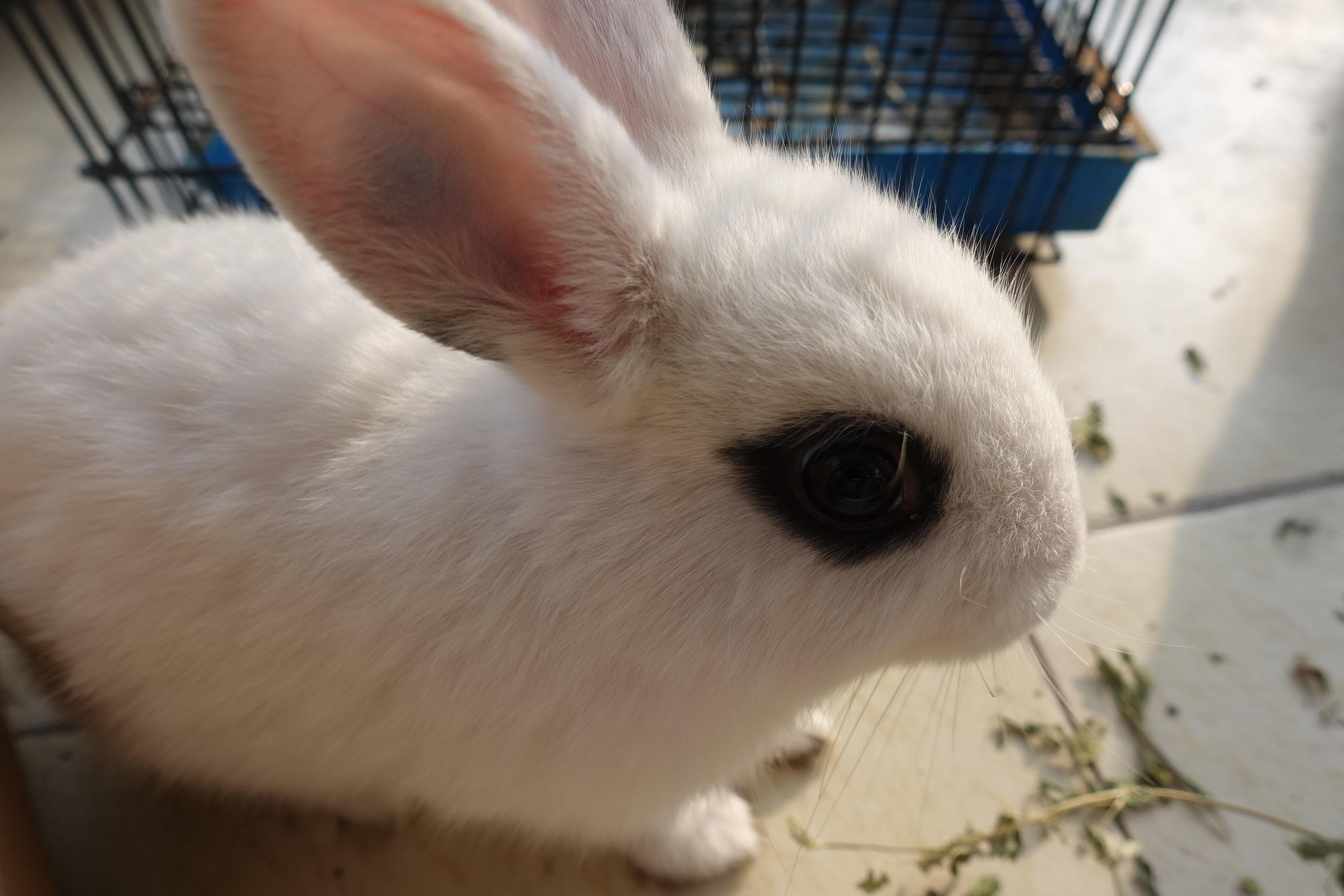 When a friend sent two rabbits away for five minutes, the succulent plant suffered a loss of more than 300 yuan.