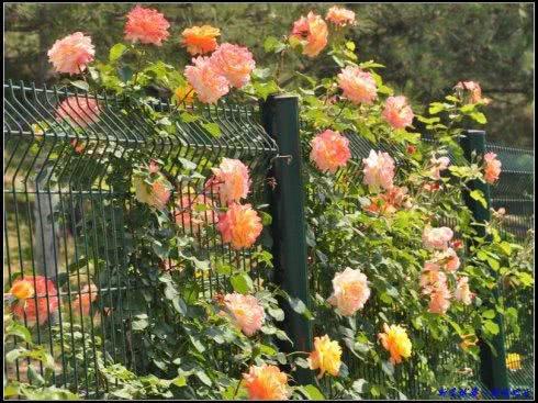 For 30 years, presbyopia farmers raised a piece of flowers with a spoonful of sugar, and the neighbors all rushed to see it.