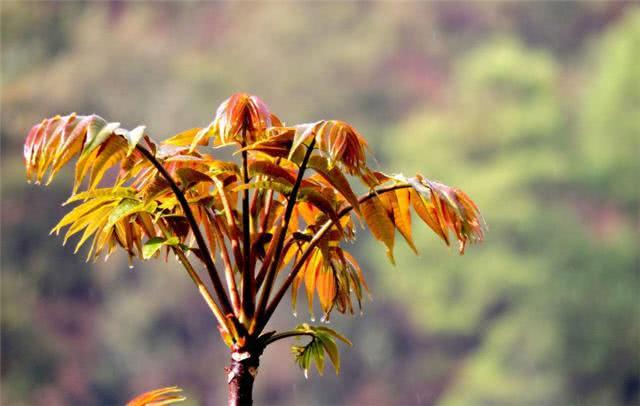 The top of the potted Toon tree can be cut after 3 days and a crop of buds can be cut in 20 days.