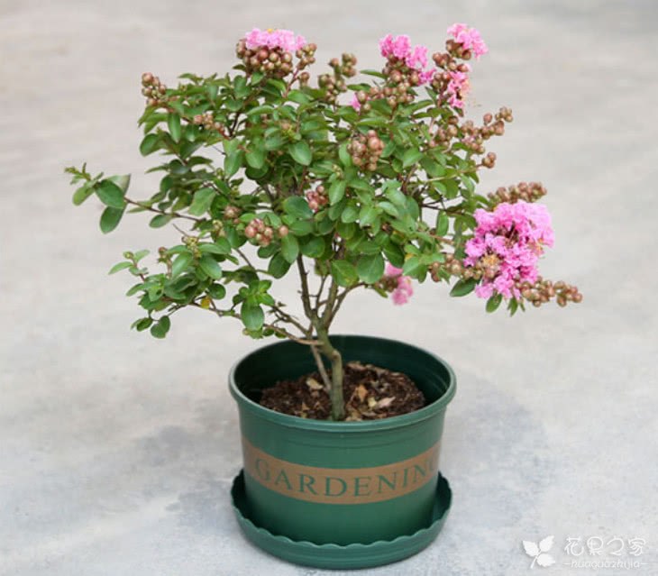 How to raise potted crape myrtle? Three cores and two points for attention of crape myrtle