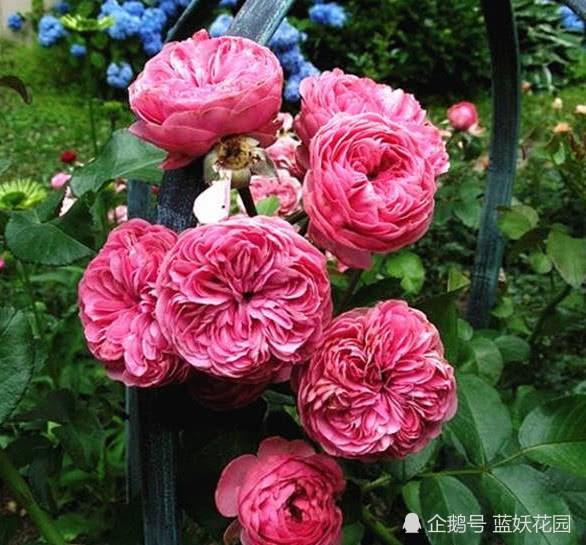 Novice roses are always unable to do well. These two points make rose grow faster and blossom more.