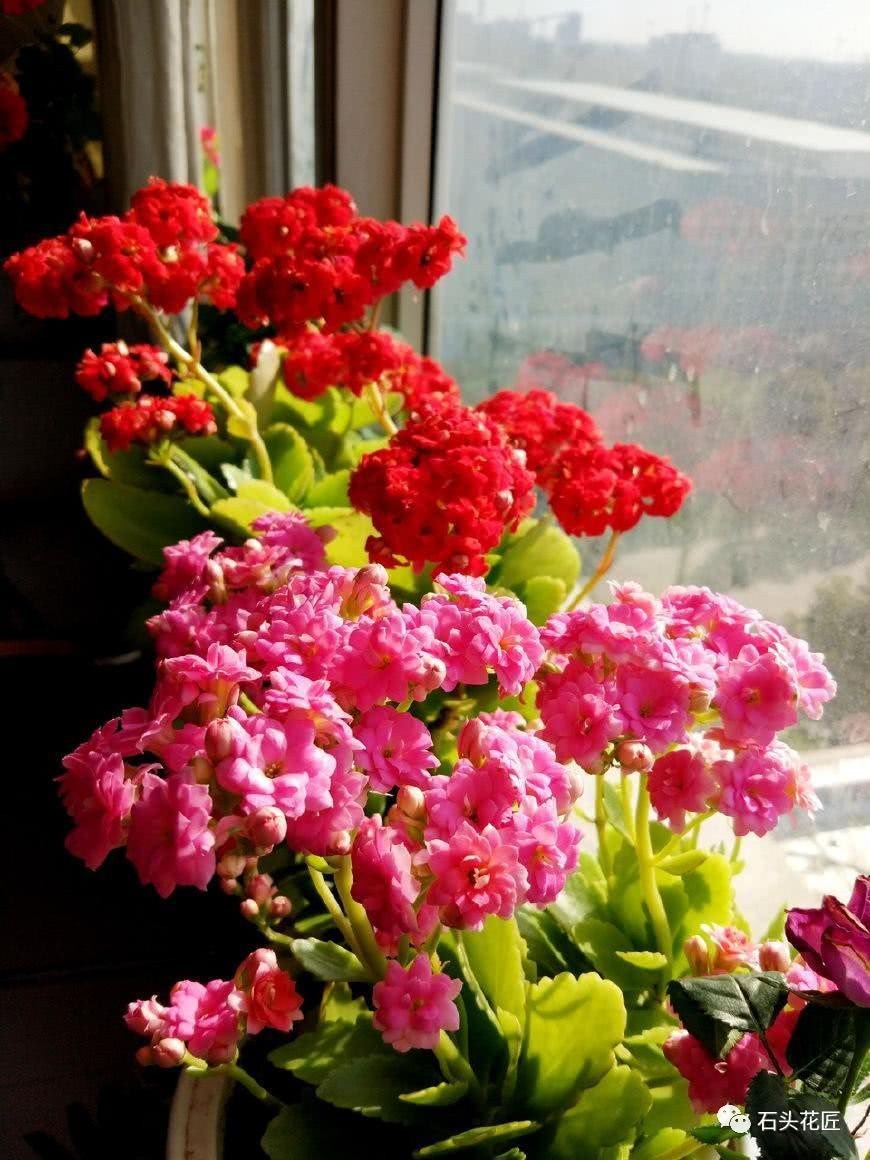 The neighbor only raised two kinds of flower balcony and turned it into a big dye vat. Thousands of flowers bloomed in autumn.