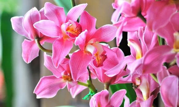 Cymbidium originating from India has been hybridized to a world variety in China.