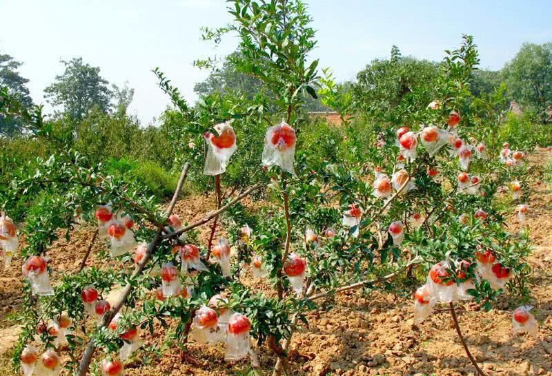 The fruit brought back by Zhang Qian from the Western regions was regarded as a mascot in ancient times and even the value of the peel was precious.