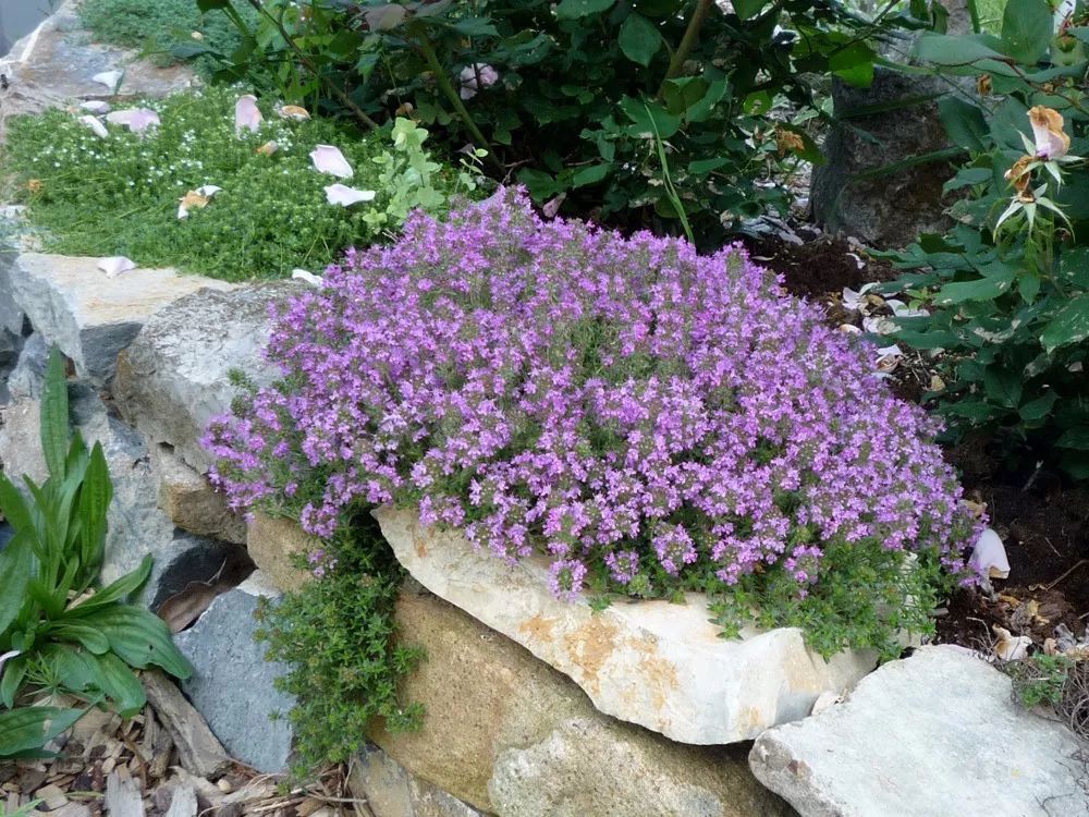 Planted on the side of the slate road, it won't die if you trample on it, thyme and carpet-like flowers.