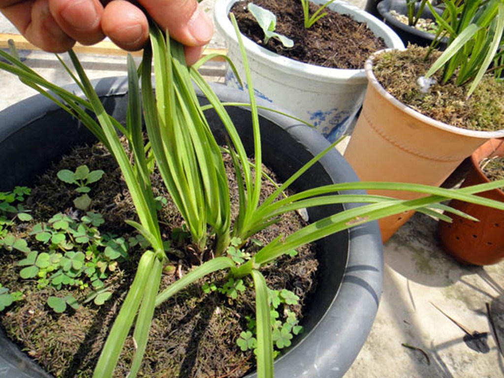 The four taboos of weak orchid seedlings should not be ignored or it will be difficult to pass the autumn.