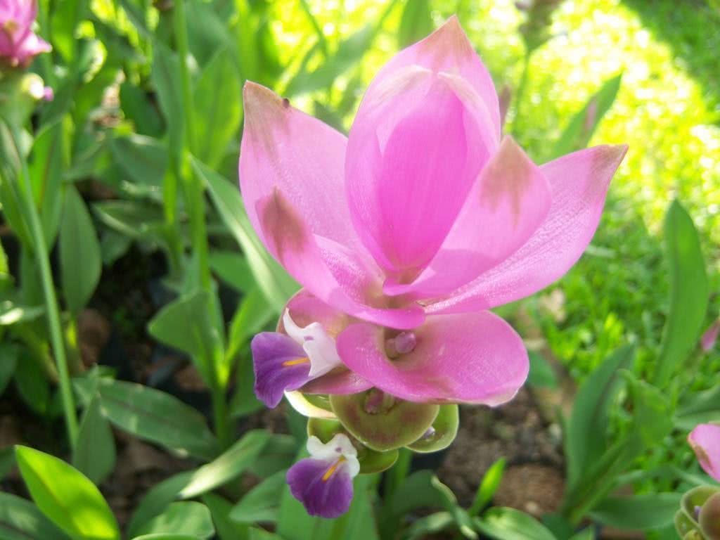 This kind of ginger flower blooms for more than 150 days, and its leaves are thick. Many people do not recognize it.