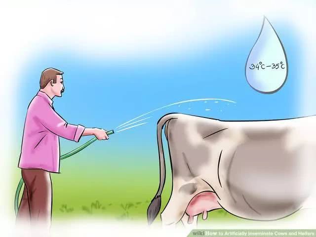 How to do artificial insemination to a cow? This job has to be gentle.