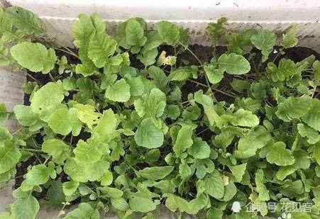 This kind of high-calcium dish is good for the health of the elderly and children. The balcony is delicious and good-looking.