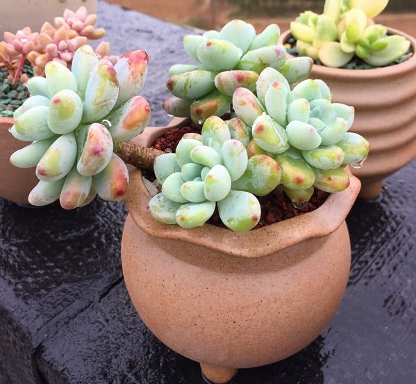 After Cold Dew, succulent plants will show the most beautiful posture, but these three problems should be checked in time.