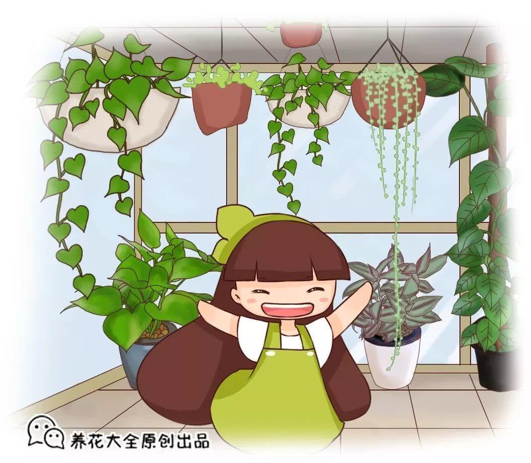 The flower is five meters long. He shaved it in one night and grew two stories in the first half of the year.