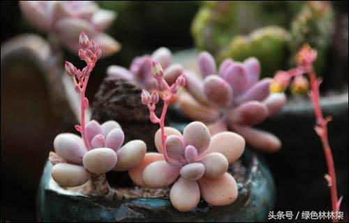 Lighting is a compulsory course for succulent plants in autumn.