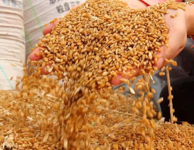 This year, the double decline of wheat yield and quality in some parts of China will restart the auction to prevent excessive price rise.