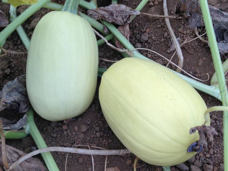 When the wonderful melons from America are smashed into fans, they are commonly known as shark fin melons that don't rot for a year.