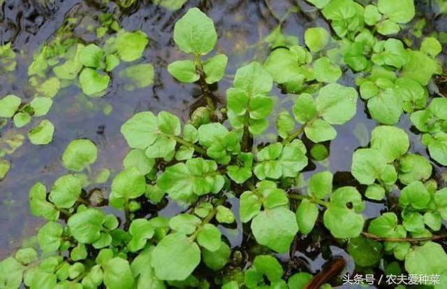 This vegetable contains more than 30 nutrients and grows crazy in a flowerpot and will be eaten on the table in as soon as 25 days.