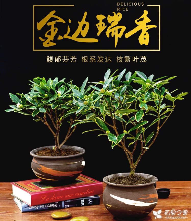 Chinese traditional famous flowers: how to grow Ruixiang flowers? Maintain the three core points of Ruixiang