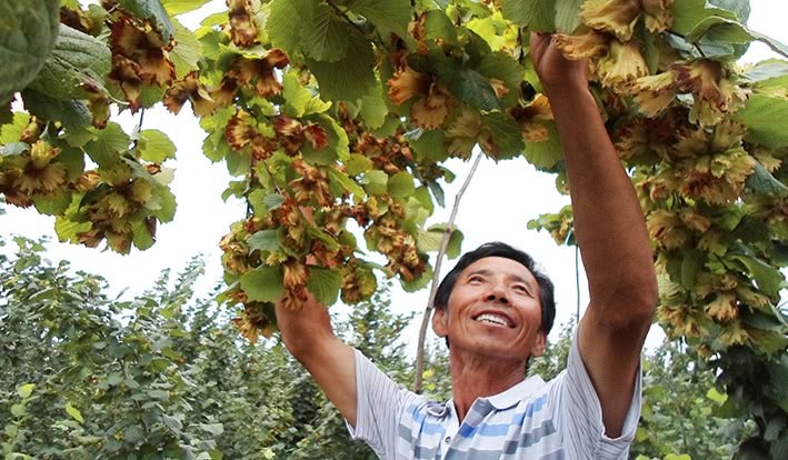 A rare mountain product in northeast China used to be used only to entertain distinguished guests. Now everyone can afford to eat 20 jin.