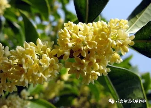 Now that you have all the sweet-scented osmanthus perfume, would you like to consider a bottle of sweet-scented osmanthus sauce?