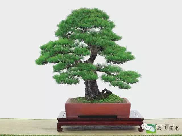 The most common 36 species of bonsai plants